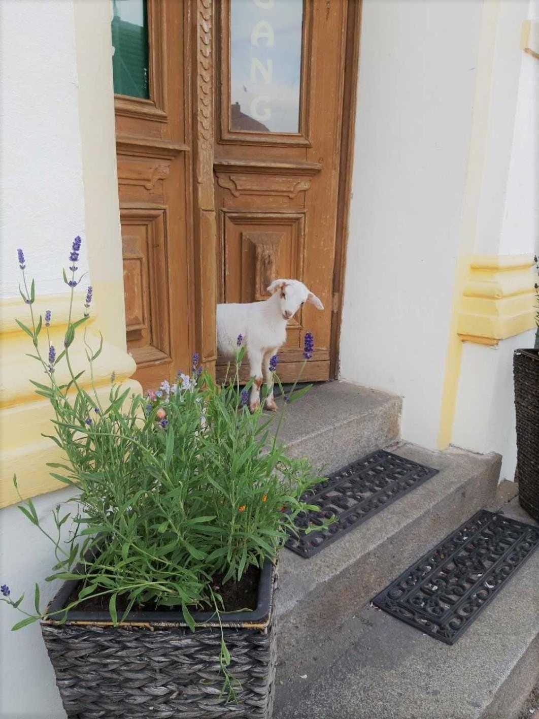 ホテル Pension Am Stadtgraben リュベナウ エクステリア 写真